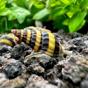 Assassin Snail