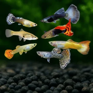 Assorted Guppy