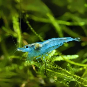 Blue Jelly Shrimp