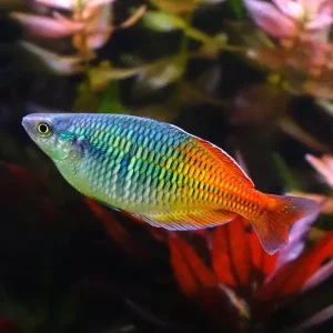 Boesemani Rainbow