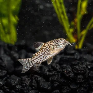 Corydoras trilineatus (False Julii)