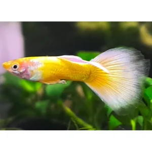 Full Gold Guppy