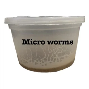 Microworms