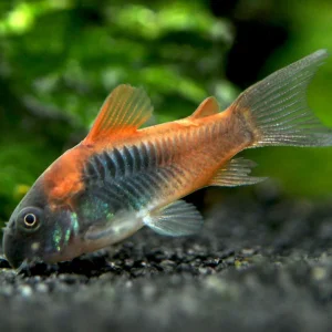 Orange Venezuelan Cory