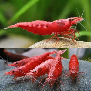 Red Shrimp