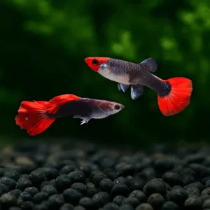 Tuxedo Koi Guppy