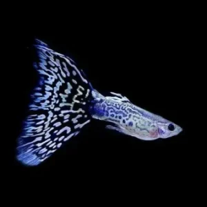 White Mosaic Snake Skin Guppy