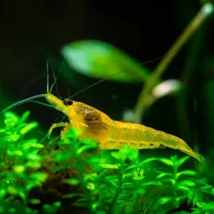 Yellow Shrimp